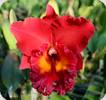 Rlc. Sun Bloom